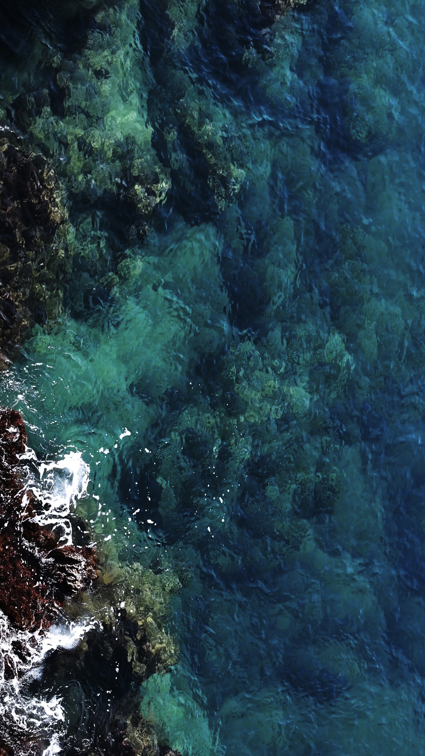 Обои вода, подводная среда, водоросли, море, морская биология в разрешении 1440x2560