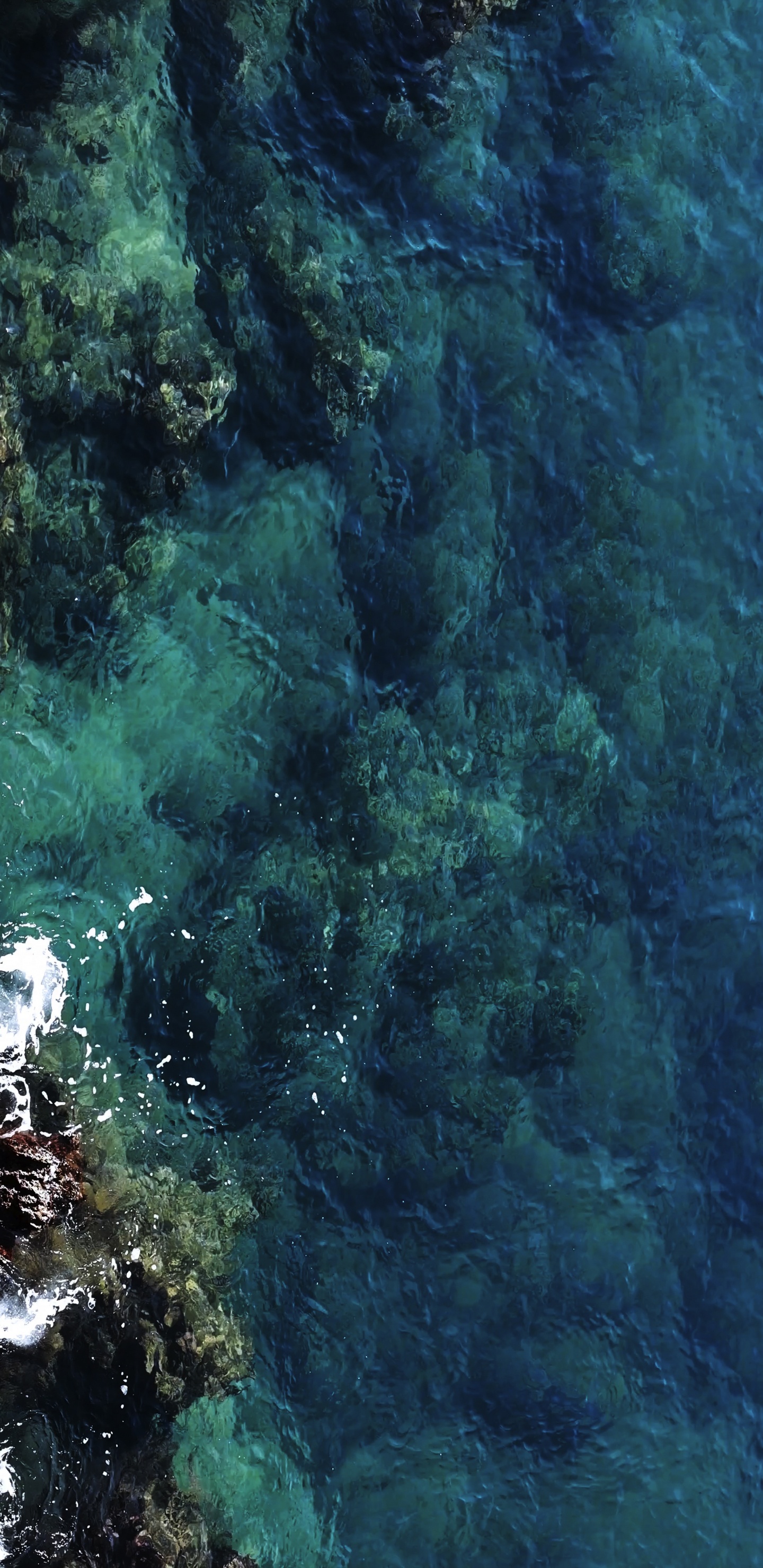 Обои вода, подводная среда, водоросли, море, морская биология в разрешении 1440x2960