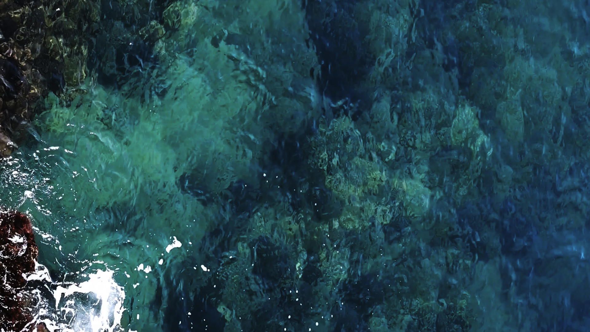 Обои вода, подводная среда, водоросли, море, морская биология в разрешении 1920x1080