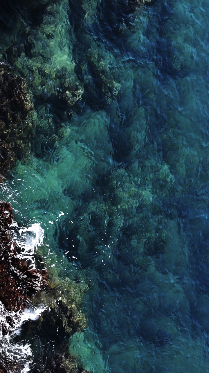 Обои вода, подводная среда, водоросли, море, морская биология в разрешении 720x1280