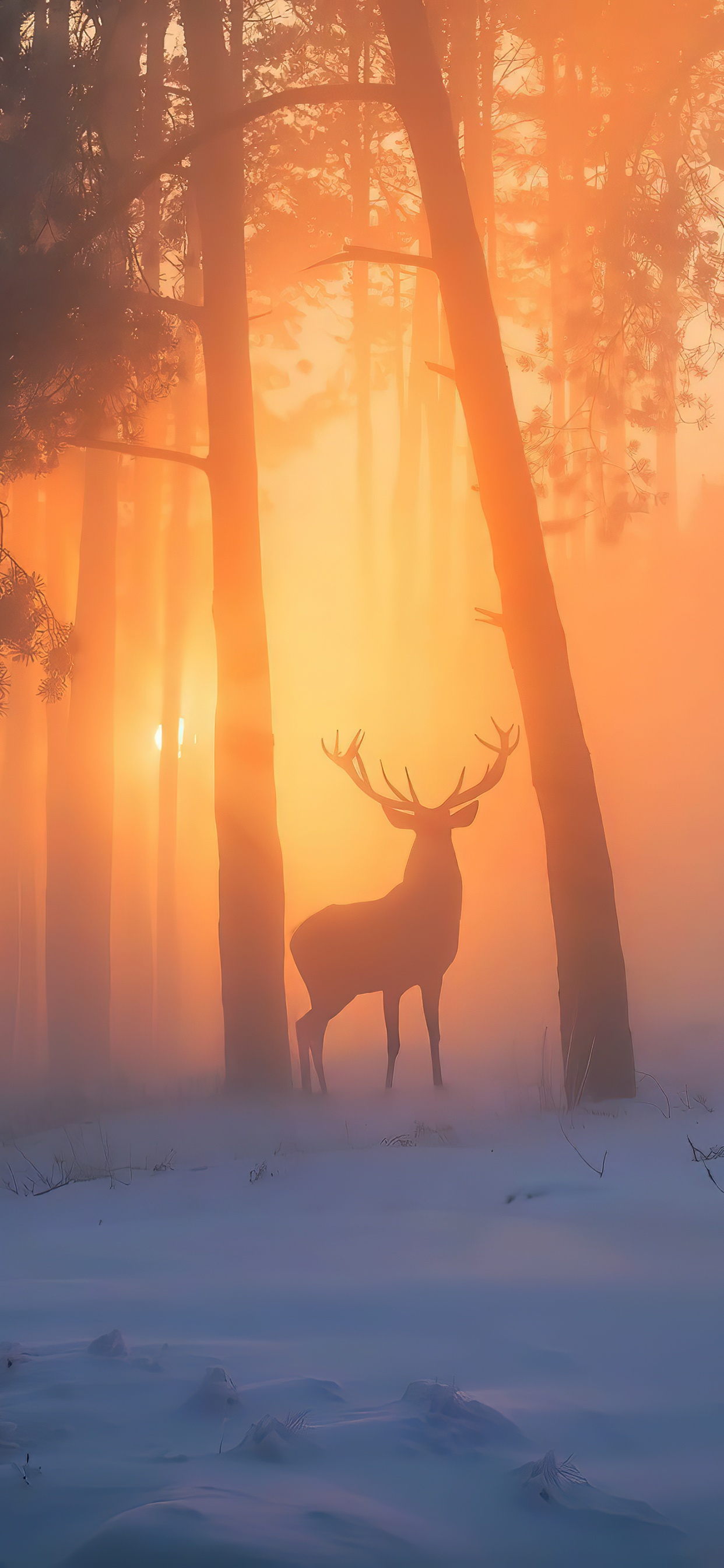 Обои восход солнца, атмосфера, лось, растение, снег в разрешении 1242x2688
