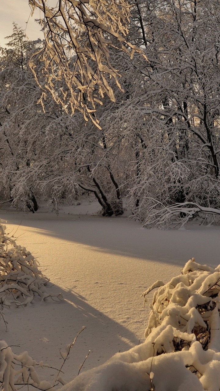 Обои снег, зима, природа, дерево, ветвь в разрешении 720x1280