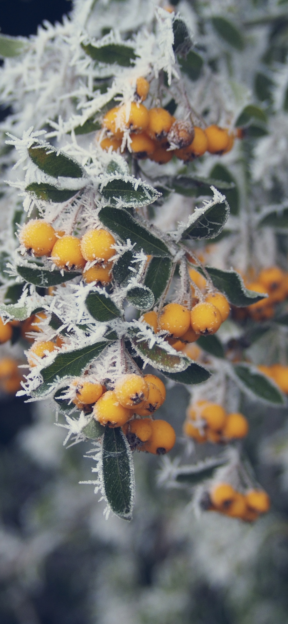 Обои дерево, замораживание, лист, весна, полевой цветок в разрешении 1125x2436
