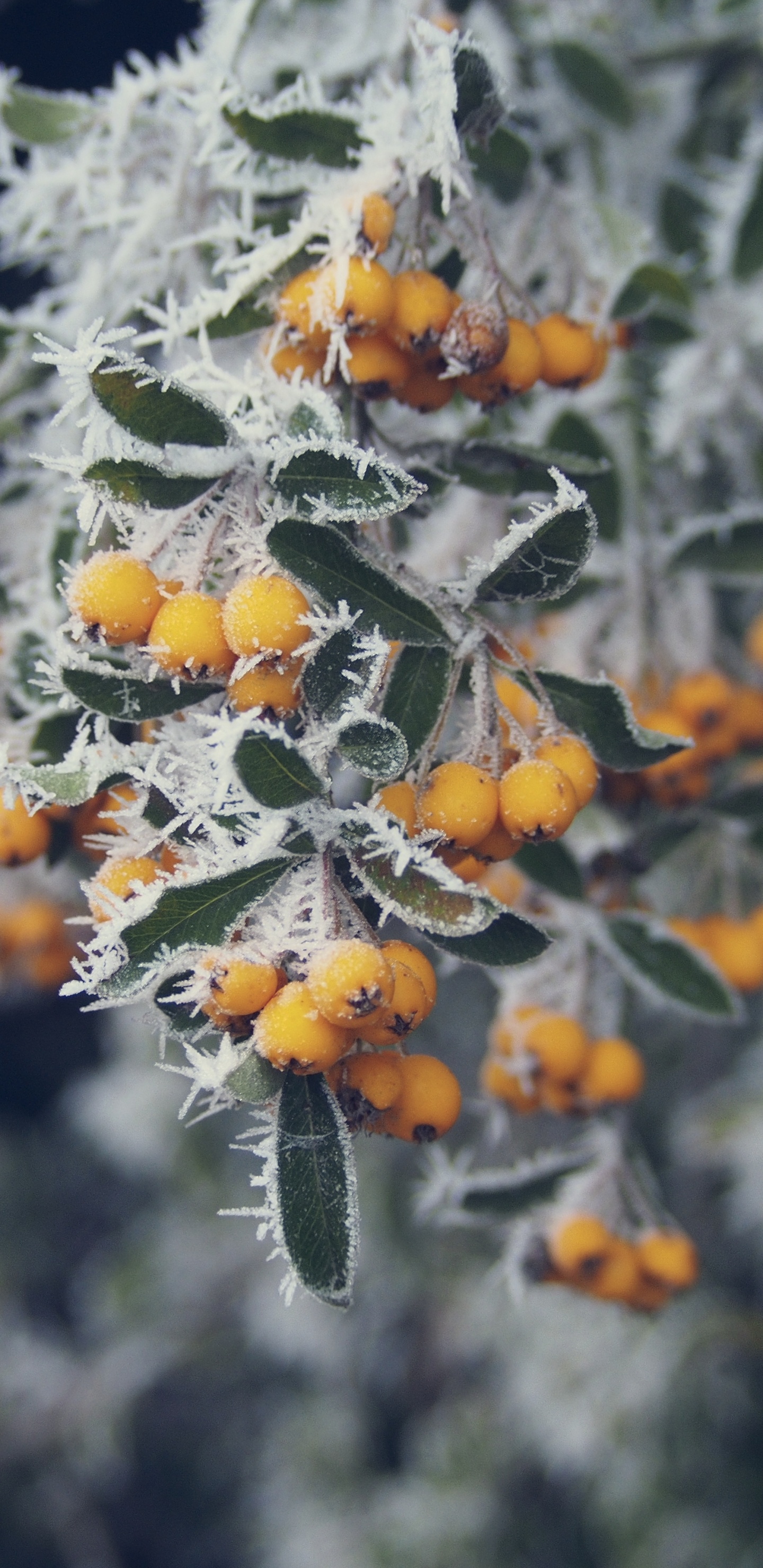 Обои дерево, замораживание, лист, весна, полевой цветок в разрешении 1440x2960