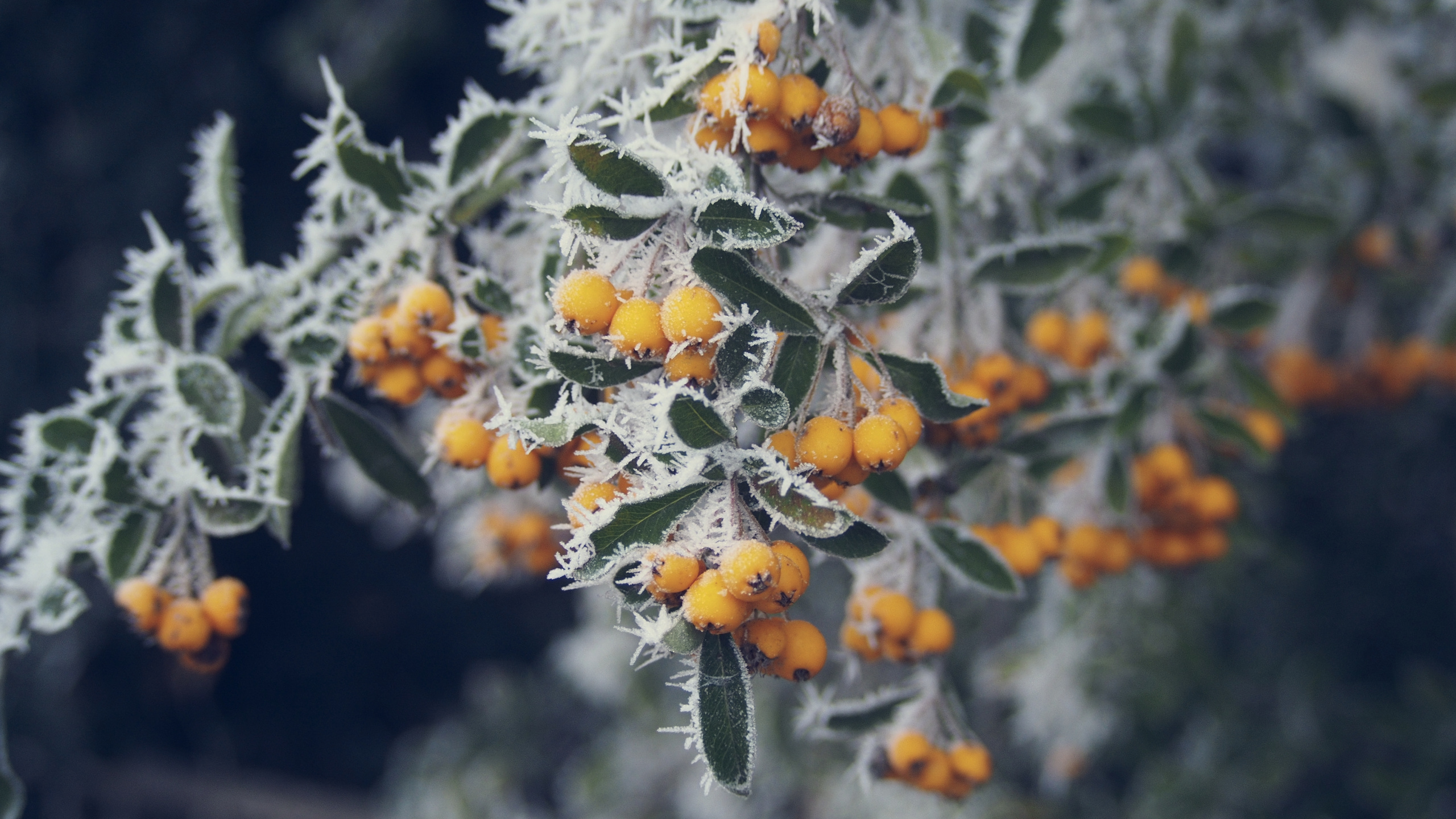 Обои дерево, замораживание, лист, весна, полевой цветок в разрешении 2560x1440