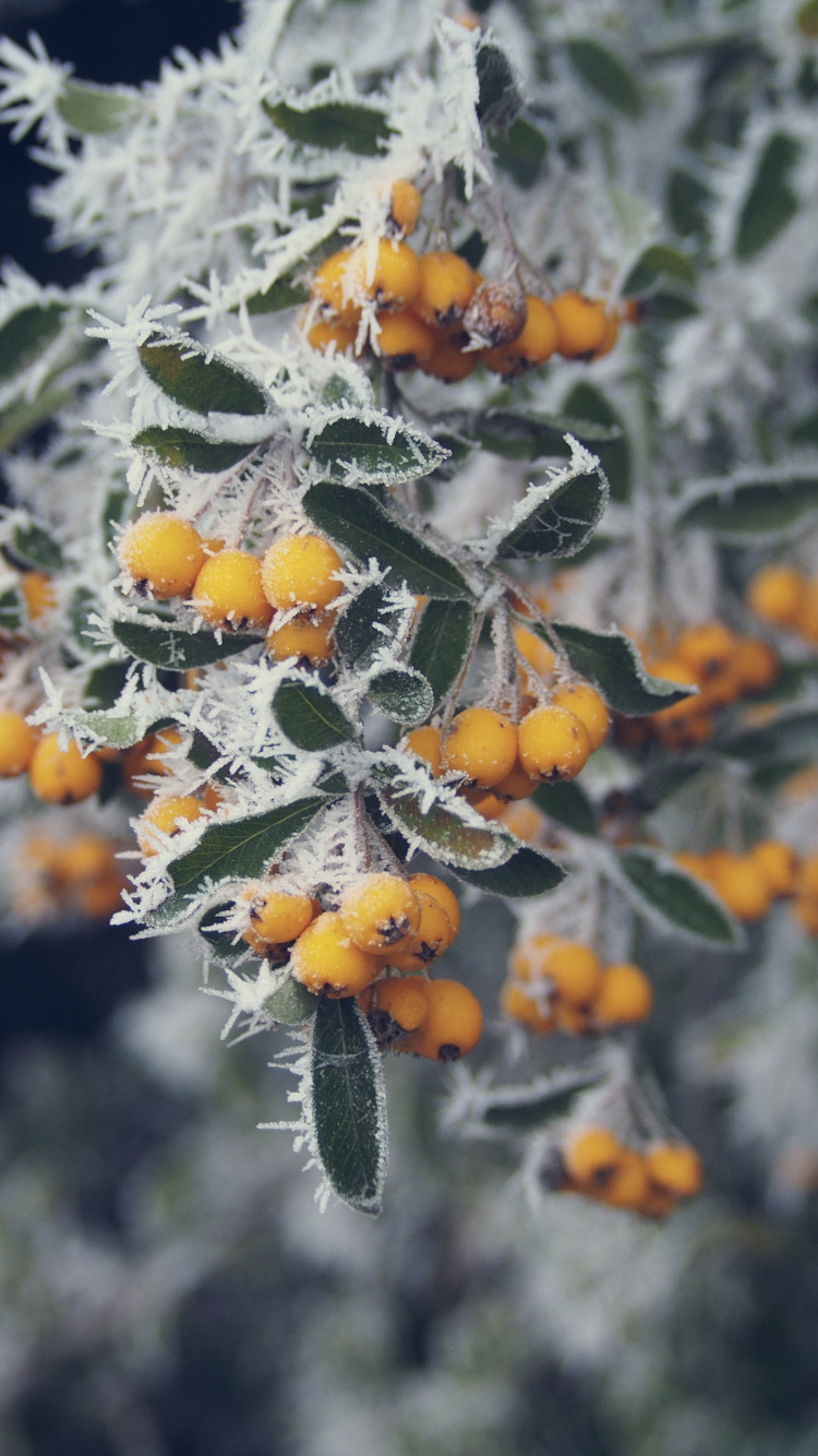 Обои дерево, замораживание, лист, весна, полевой цветок в разрешении 750x1334