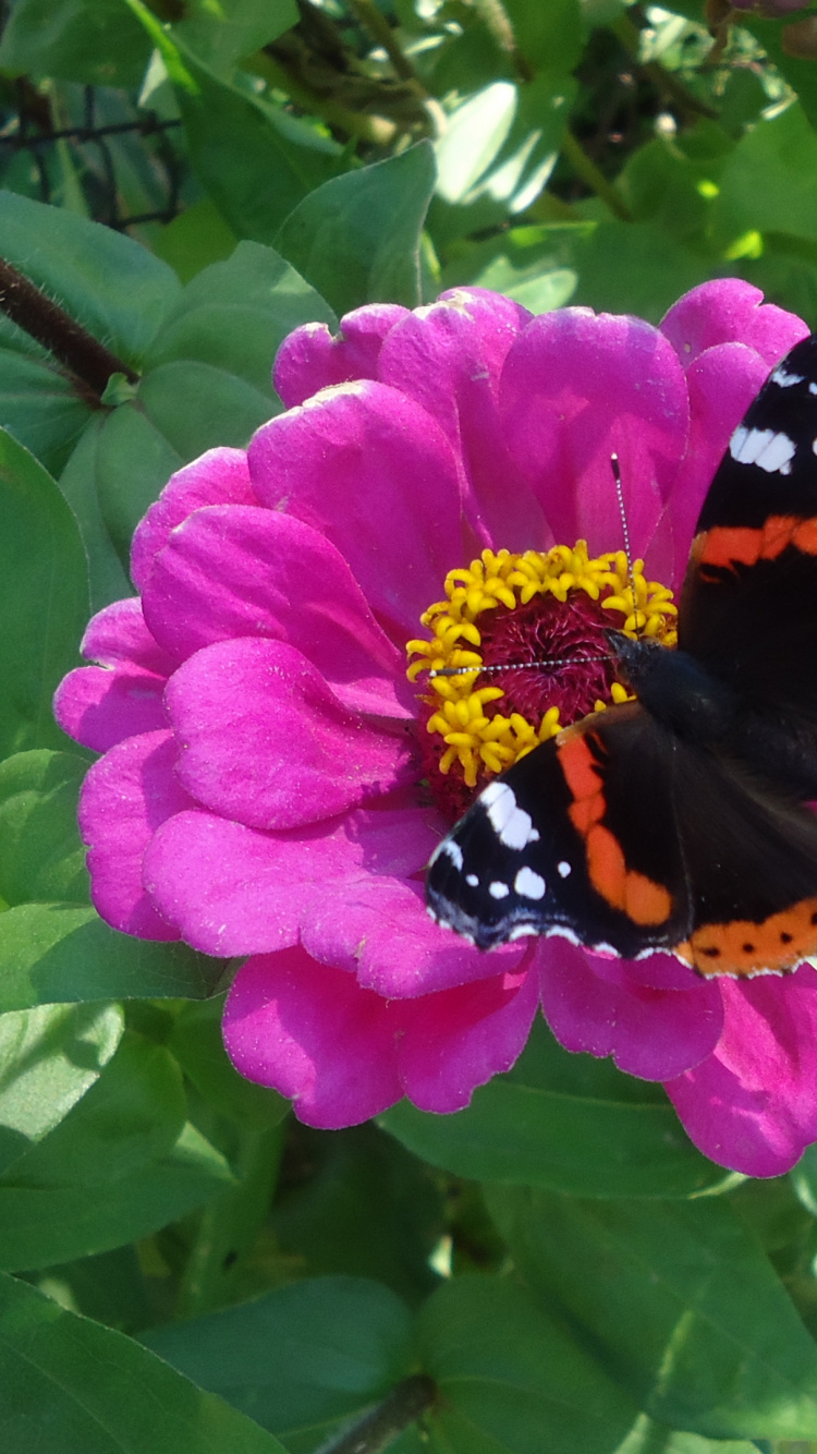 Обои насекомое, бабочка, опылитель, растение, цветковое растение в разрешении 750x1334