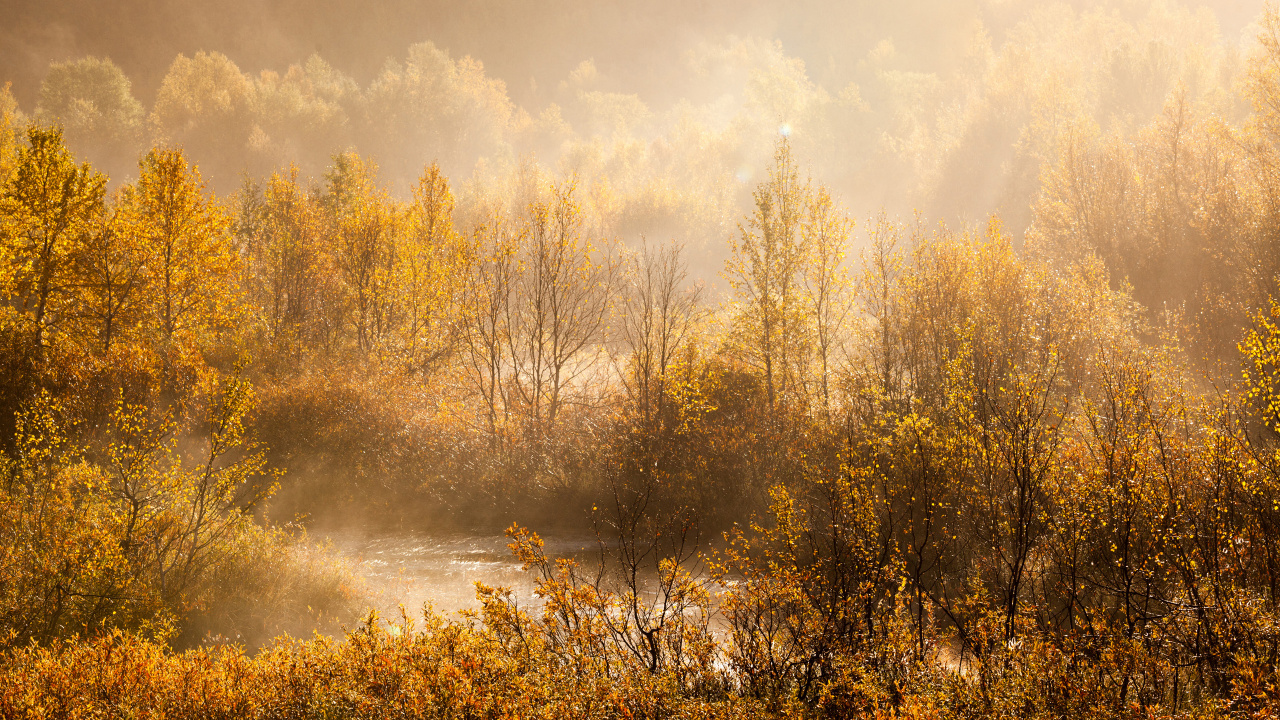 Обои Кольский полуостров, Полуостров Рыбачий, полуостров, природа, дерево в разрешении 1280x720