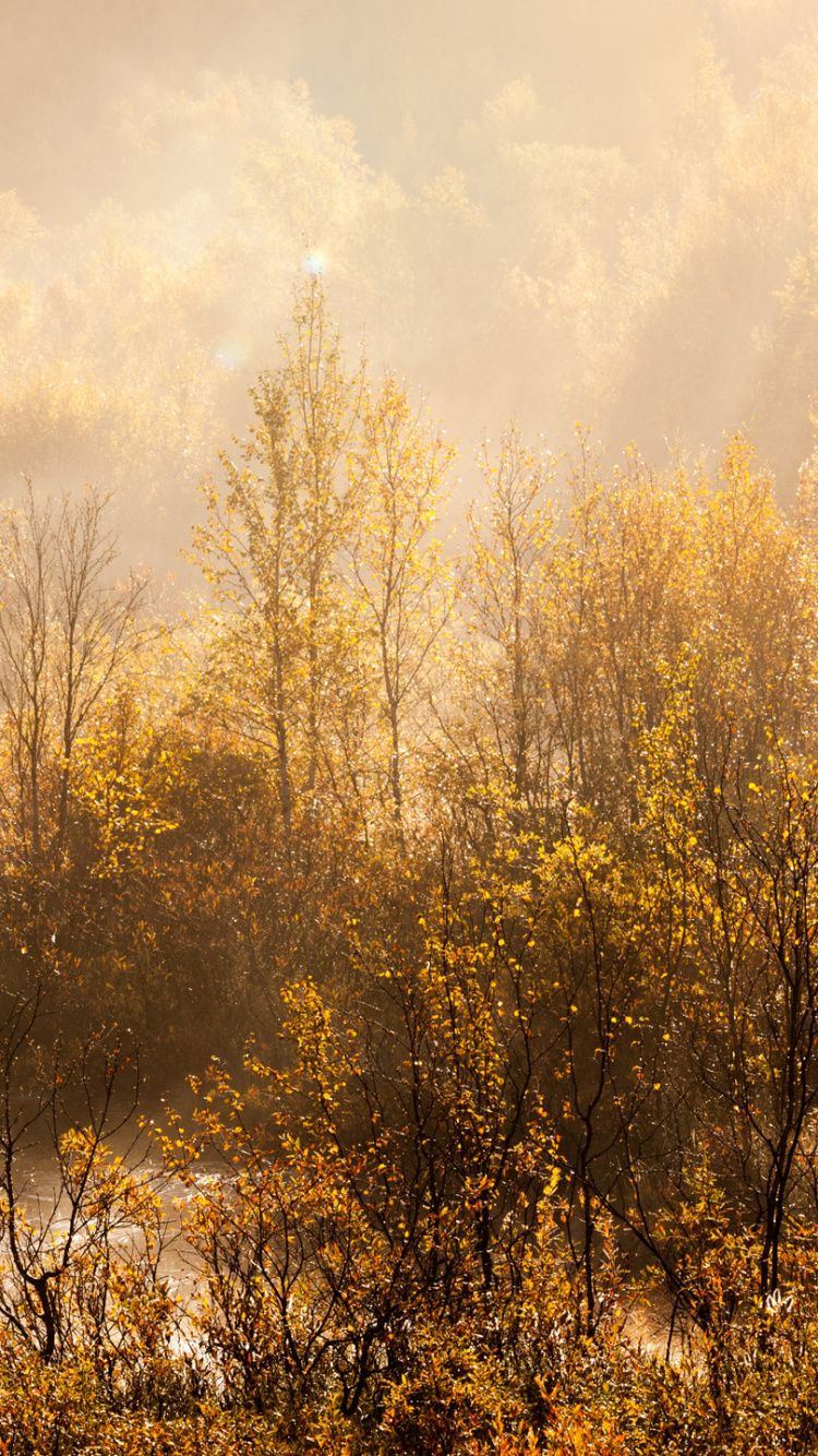 Обои Кольский полуостров, Полуостров Рыбачий, полуостров, природа, дерево в разрешении 750x1334