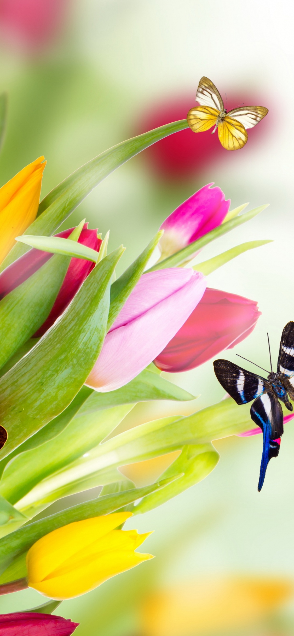 Обои цветок, тюльпаны, синий, беспозвоночных, насекомое в разрешении 1125x2436