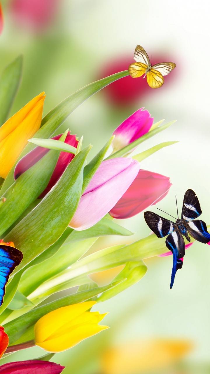 Обои цветок, тюльпаны, синий, беспозвоночных, насекомое в разрешении 720x1280