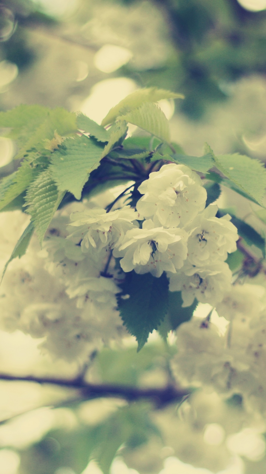 Обои ветвь, сотовый телефон, весна, зеленый, розовые цветы в разрешении 1080x1920