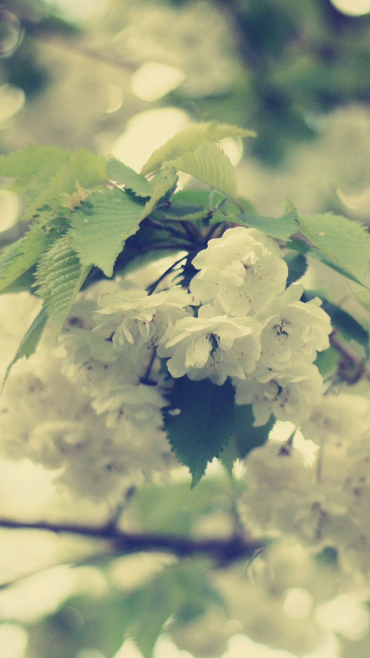 Обои ветвь, сотовый телефон, весна, зеленый, розовые цветы в разрешении 750x1334