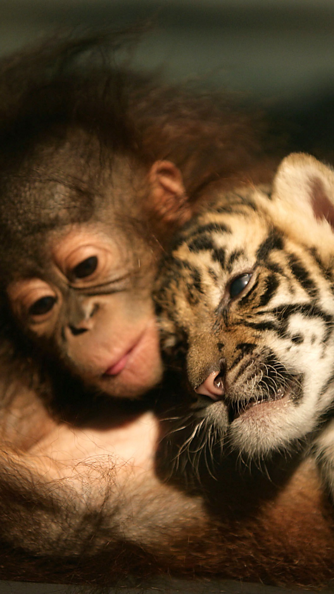 Обои кошачьих, бенгальский тигр, пес, Лев, большая кошка в разрешении 1080x1920