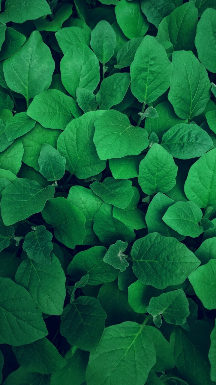 Обои малаялам падангал, растение, лист, лепесток, почвопокровная в разрешении 720x1280