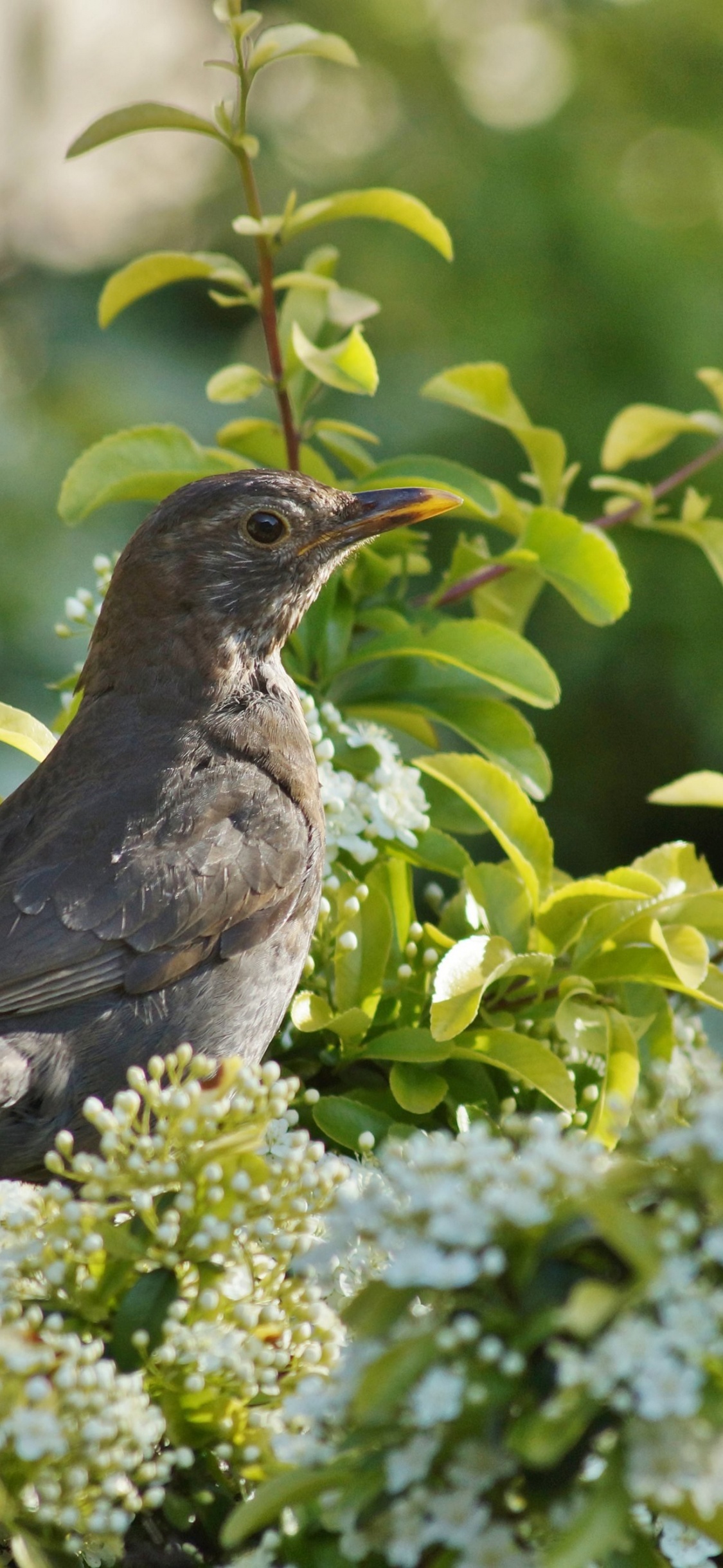 Обои цветок, весна, природа, растение, птица в разрешении 1125x2436