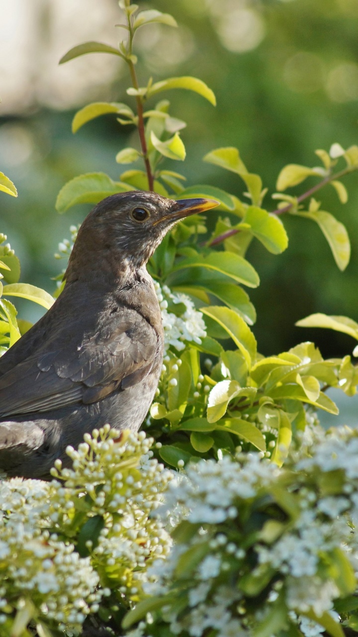 Обои цветок, весна, природа, растение, птица в разрешении 720x1280