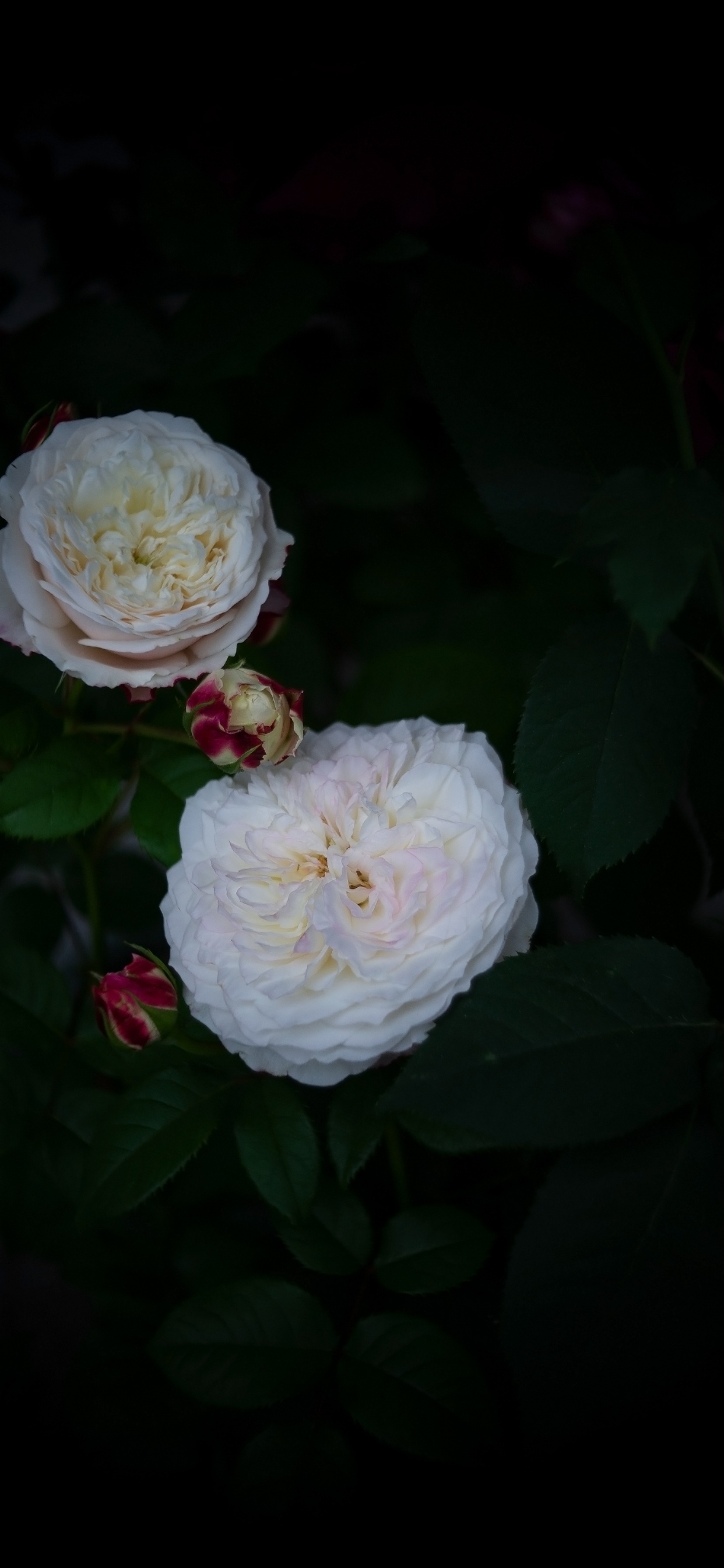 Обои лепесток, сад роз, столистная роза, цветок, бутон в разрешении 1242x2688