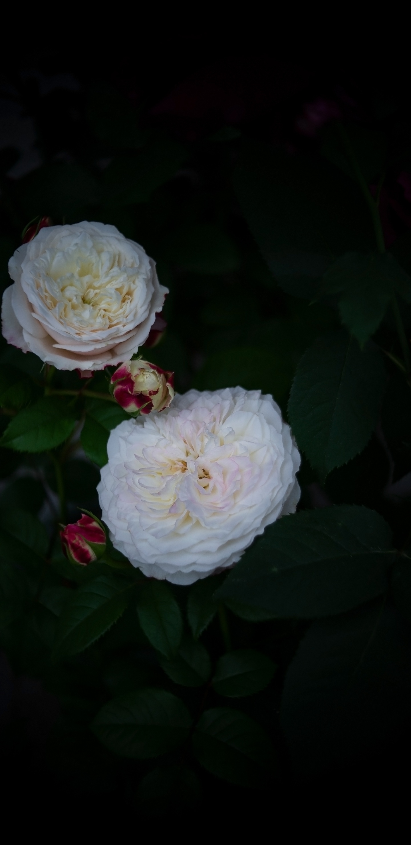 Обои лепесток, сад роз, столистная роза, цветок, бутон в разрешении 1440x2960