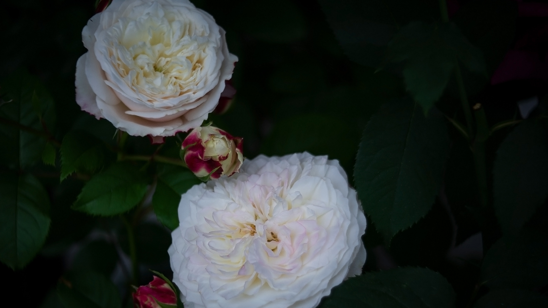 Обои лепесток, сад роз, столистная роза, цветок, бутон в разрешении 1920x1080