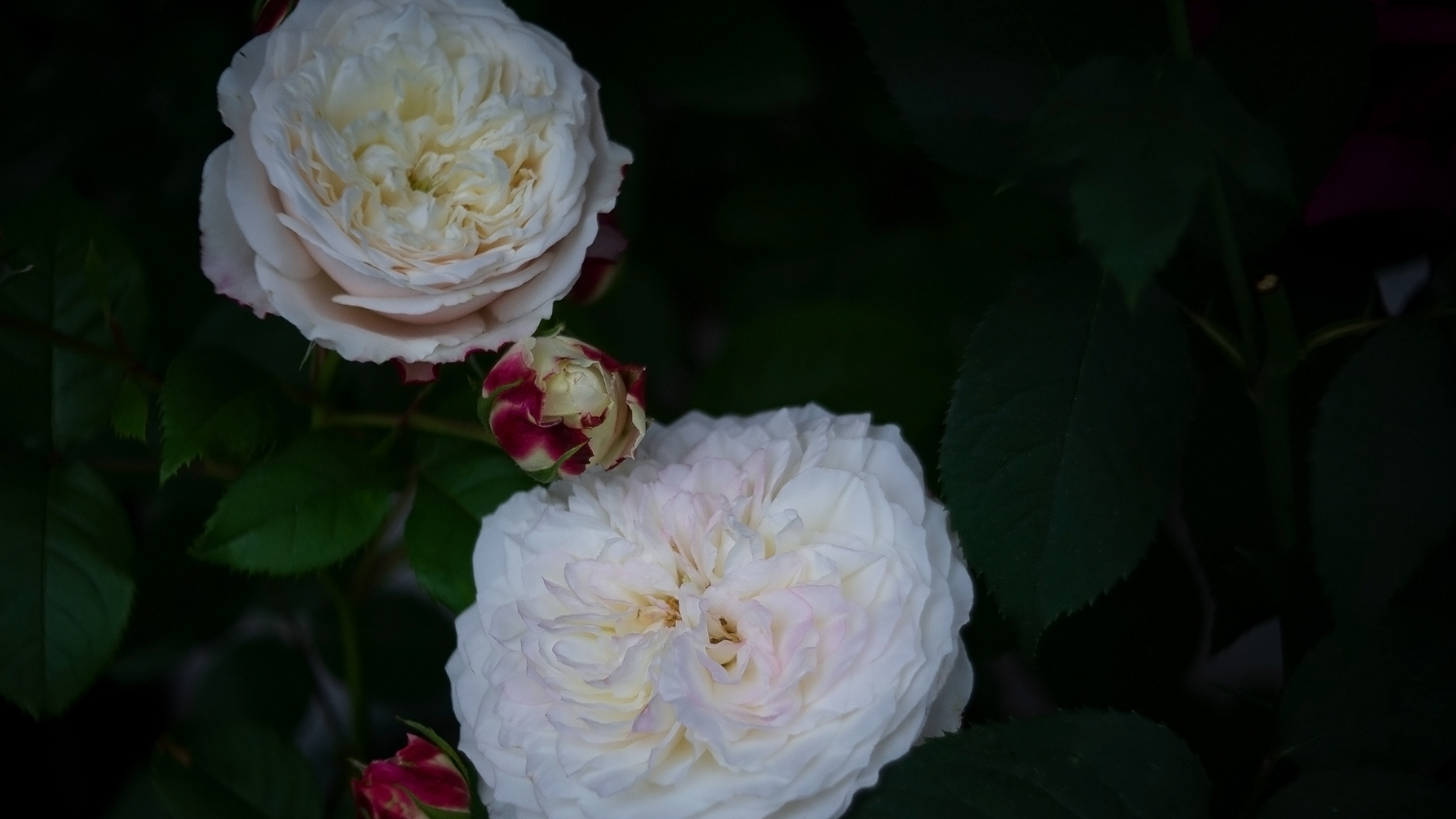 Обои лепесток, сад роз, столистная роза, цветок, бутон в разрешении 2560x1440