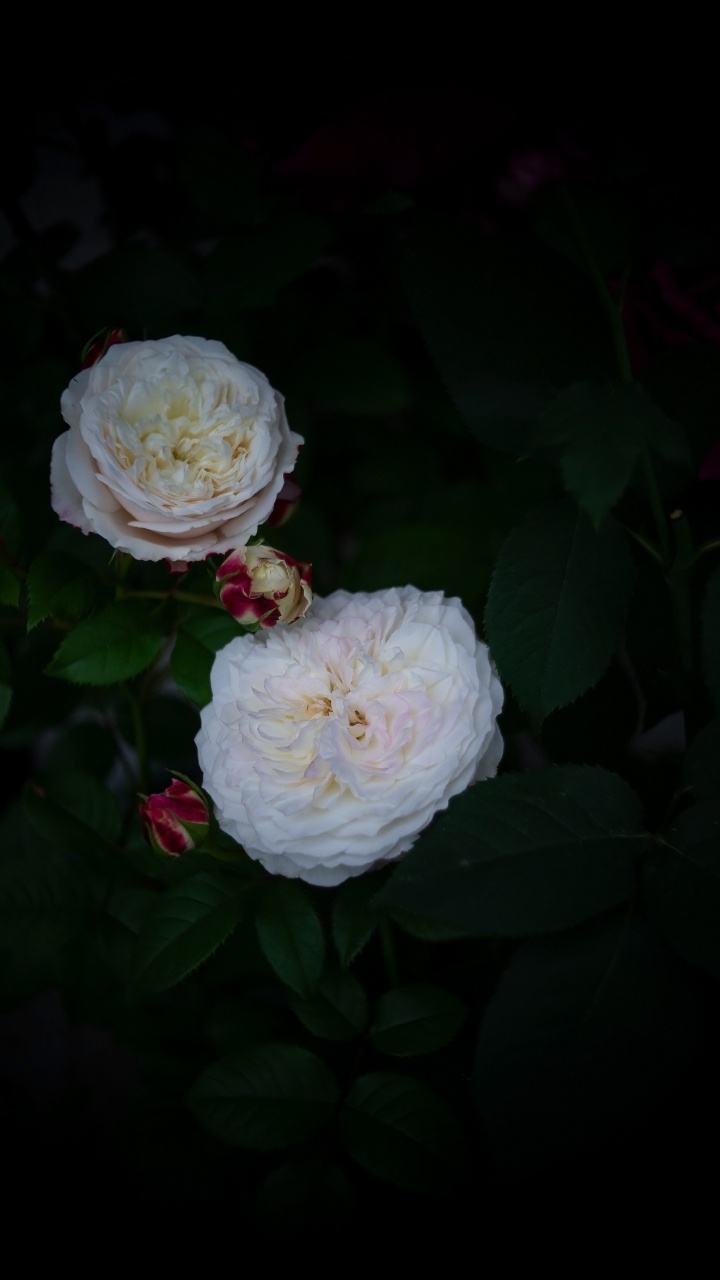 Обои лепесток, сад роз, столистная роза, цветок, бутон в разрешении 720x1280