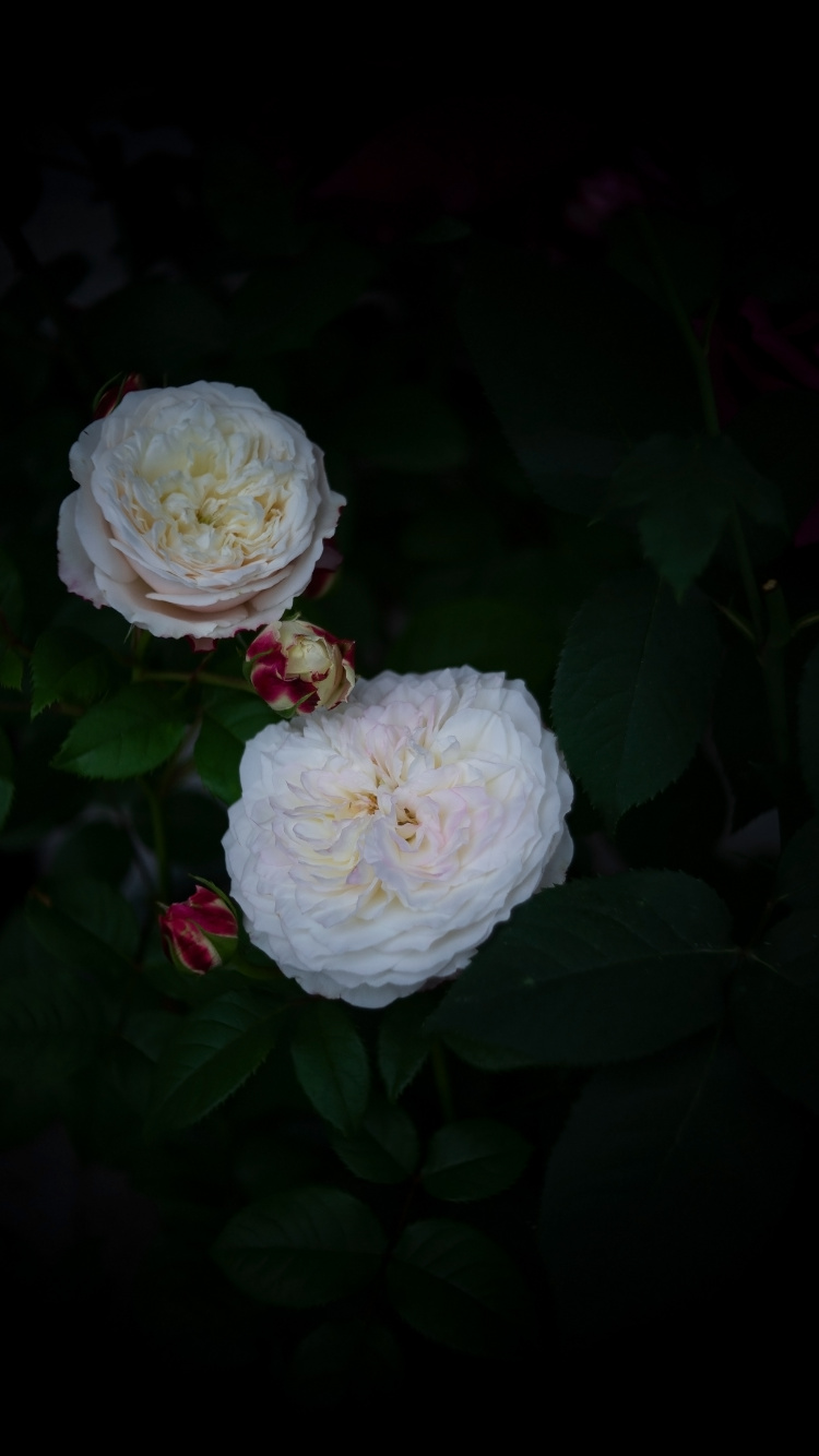 Обои лепесток, сад роз, столистная роза, цветок, бутон в разрешении 750x1334