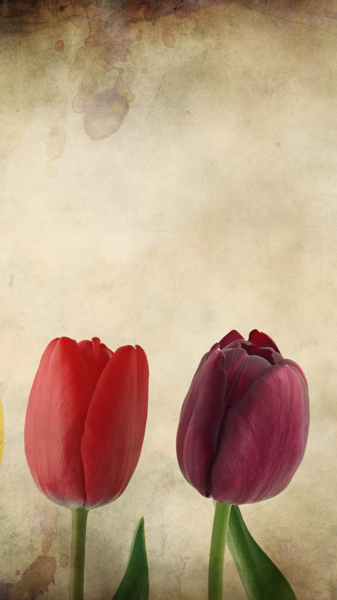 Обои лепесток, тюльпаны, цветок, желтый, весна в разрешении 1080x1920