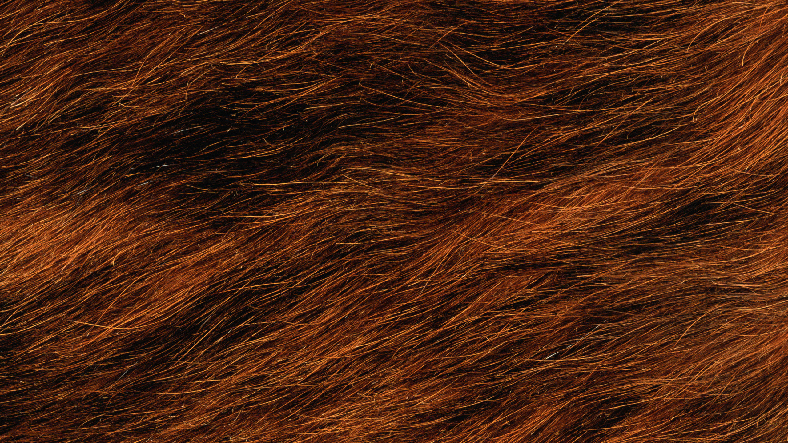 Обои мех, коричневый цвет, древесина, дизайн, марка в разрешении 2560x1440