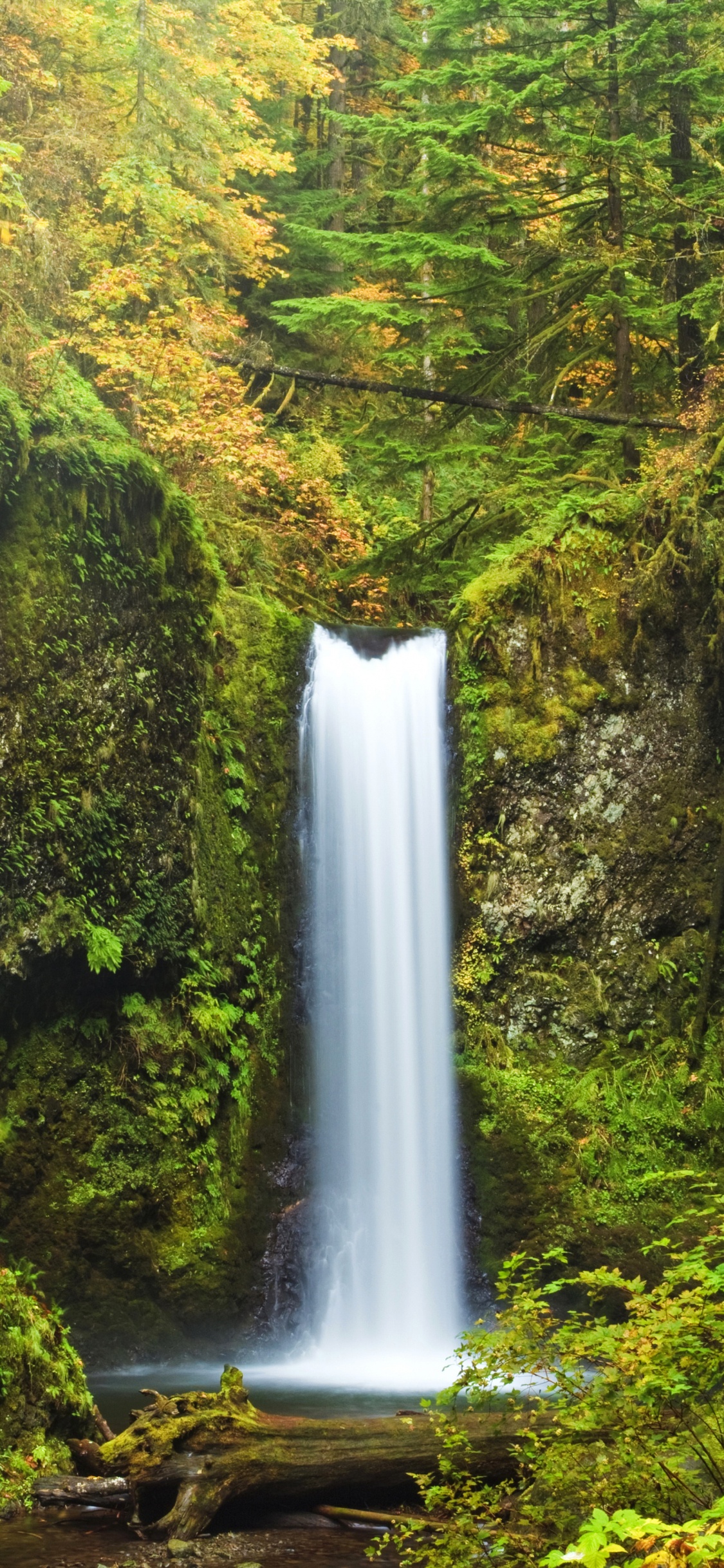 Обои Малтнома-Фолс, водопад, Wahkeena Падает, природа, водоем в разрешении 1125x2436