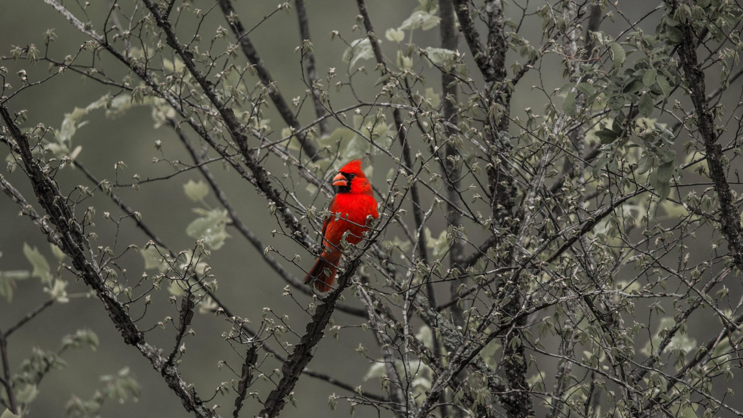Обои дерево, растение, прут, замораживание, клюв в разрешении 2560x1440