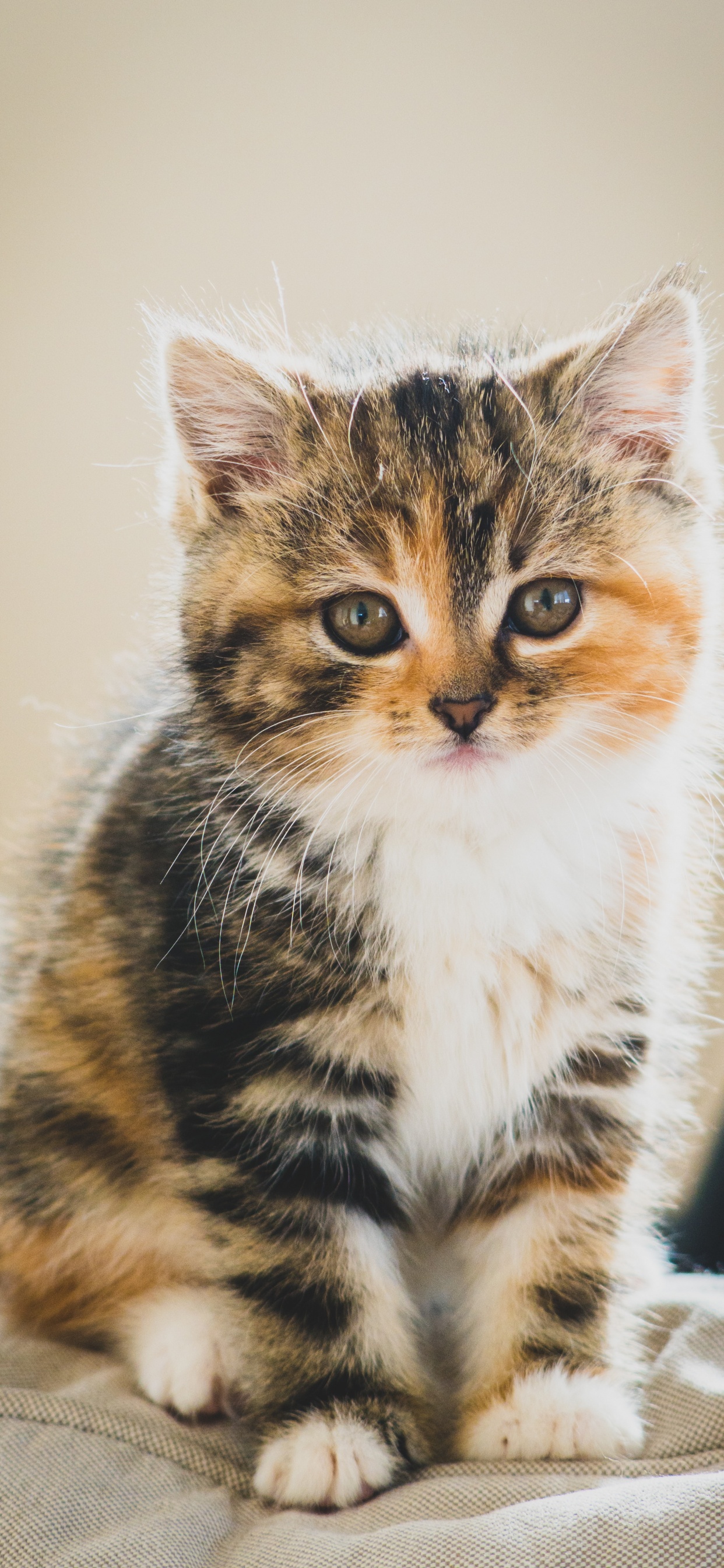 Обои милый кот коричневый белый черный, котенок, полосатый кот, персидская кошка, мэнкс в разрешении 1242x2688