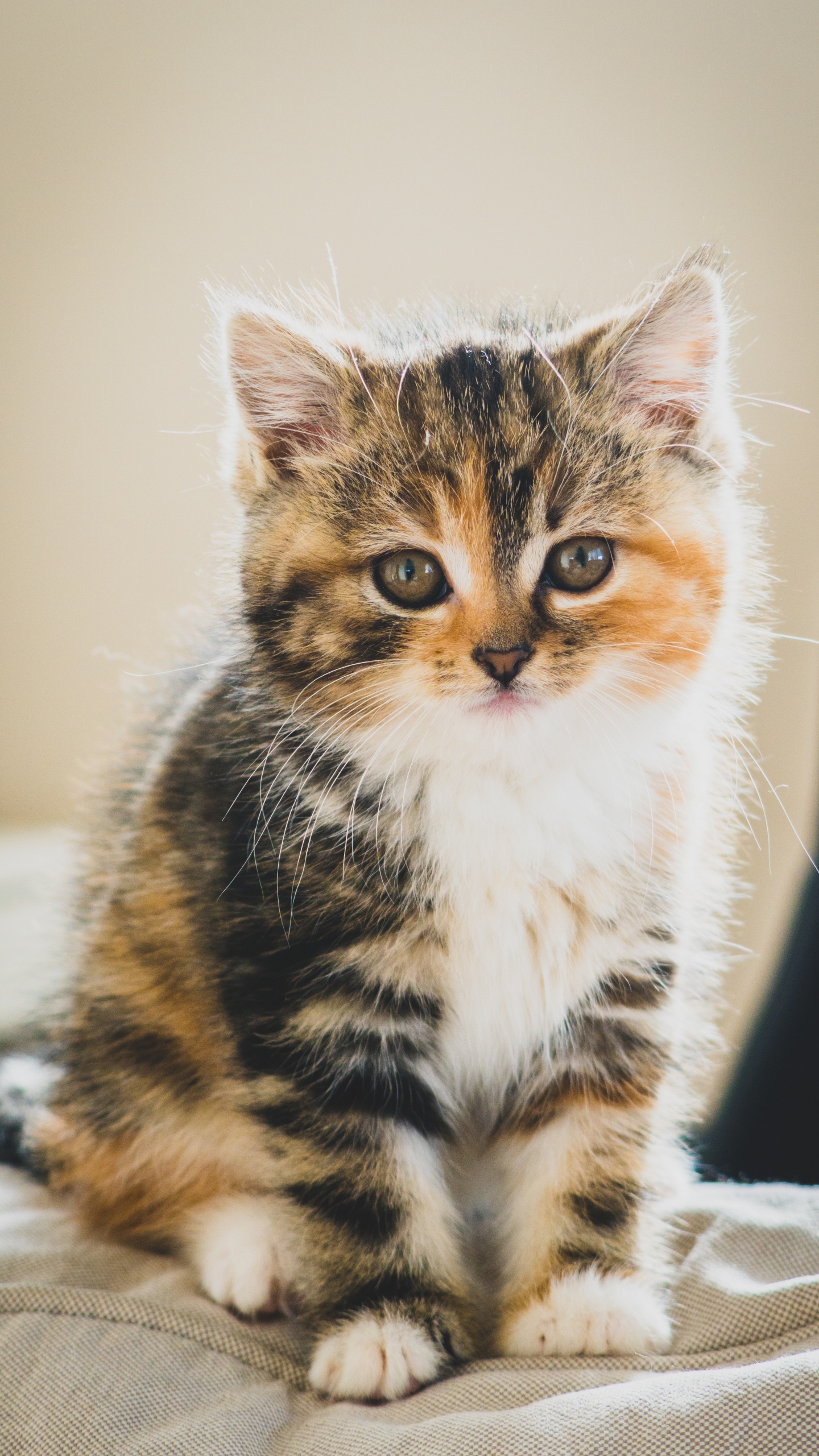 Обои милый кот коричневый белый черный, котенок, полосатый кот, персидская кошка, мэнкс в разрешении 1440x2560