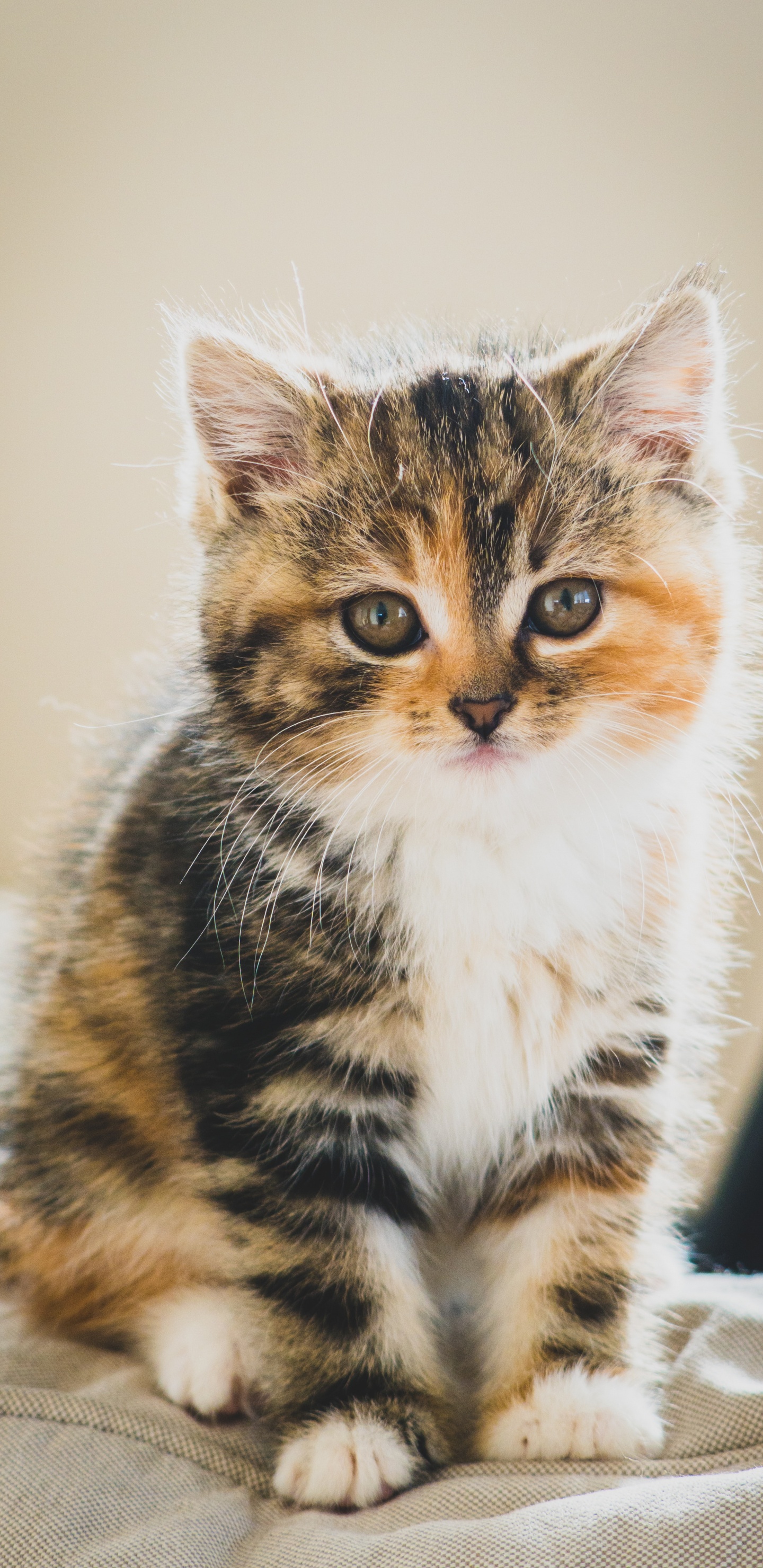 Обои милый кот коричневый белый черный, котенок, полосатый кот, персидская кошка, мэнкс в разрешении 1440x2960