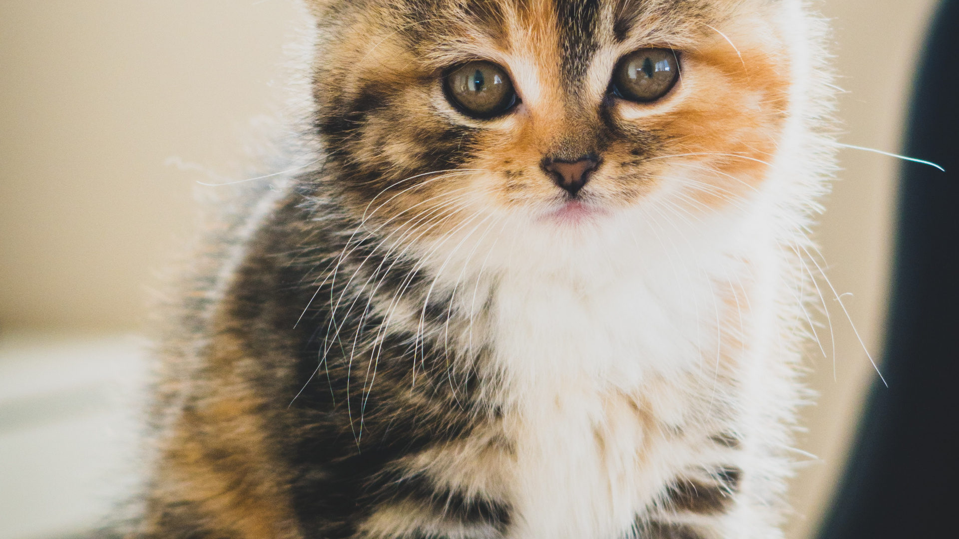 Обои милый кот коричневый белый черный, котенок, полосатый кот, персидская кошка, мэнкс в разрешении 1920x1080