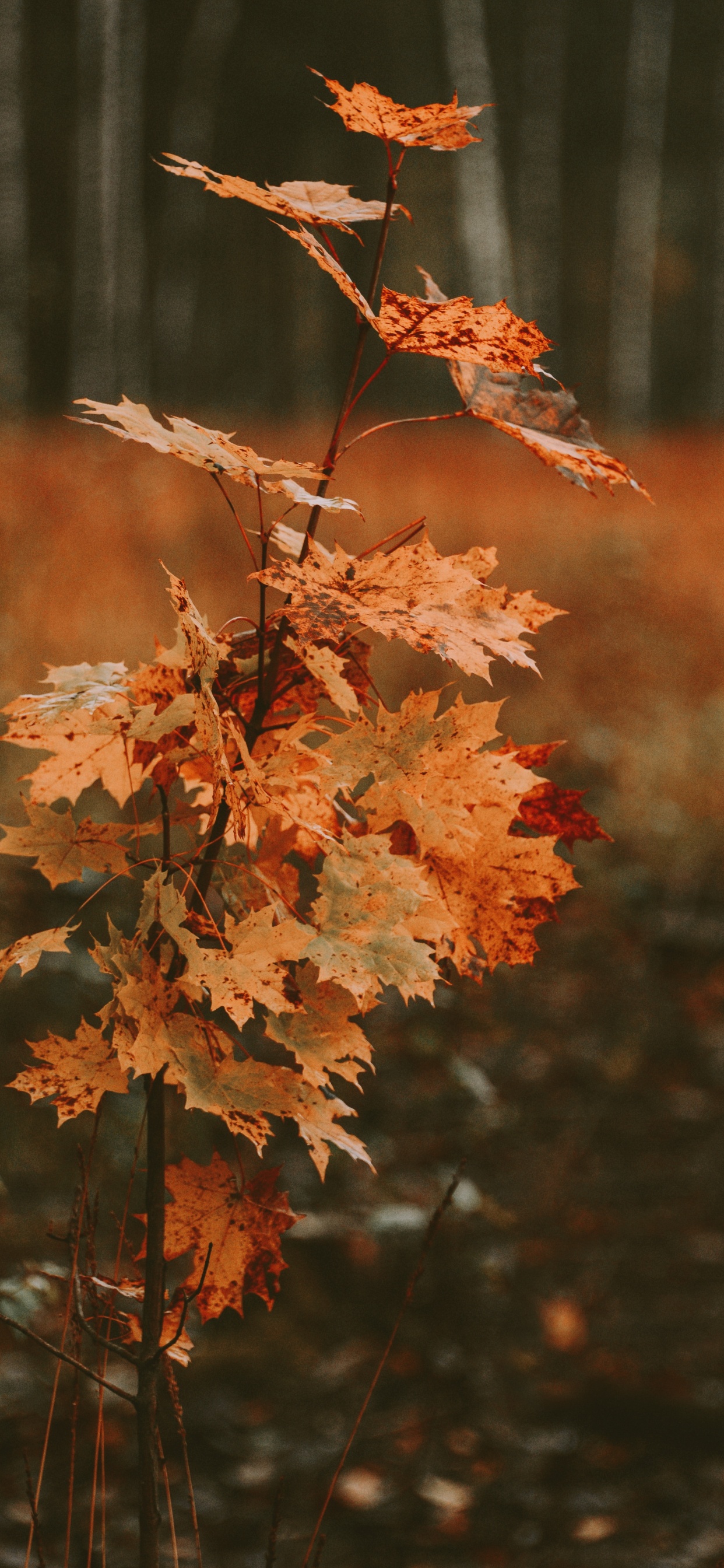 Обои лист, дерево, Черный клен, прут, растение в разрешении 1242x2688