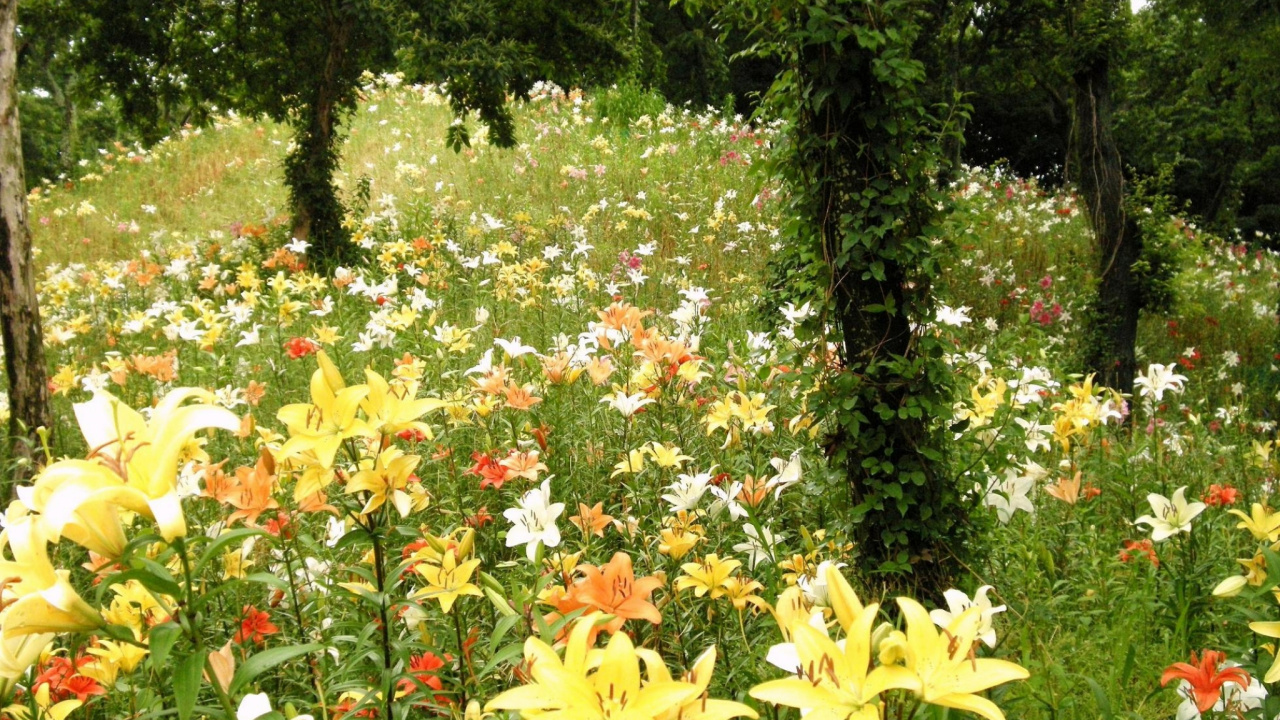 Обои цветковое растение, лилейник, сад, весна, Ботанический сад в разрешении 1280x720