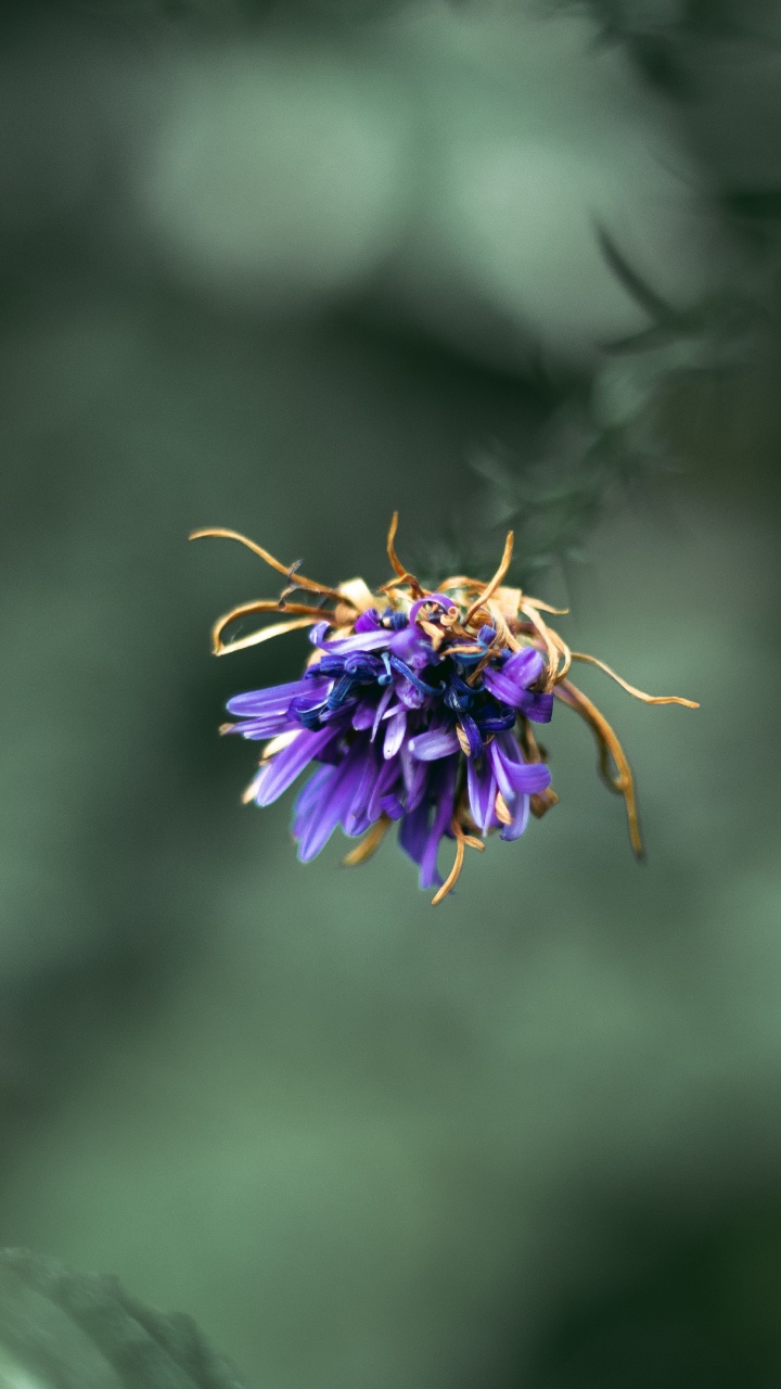 Обои растение, рассада, цветок, цветковое растение, Фиолетовый в разрешении 720x1280