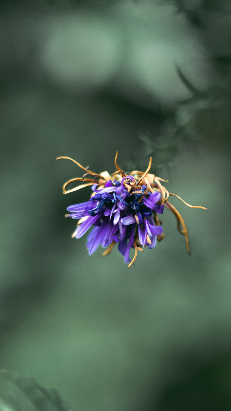 Обои растение, рассада, цветок, цветковое растение, Фиолетовый в разрешении 750x1334