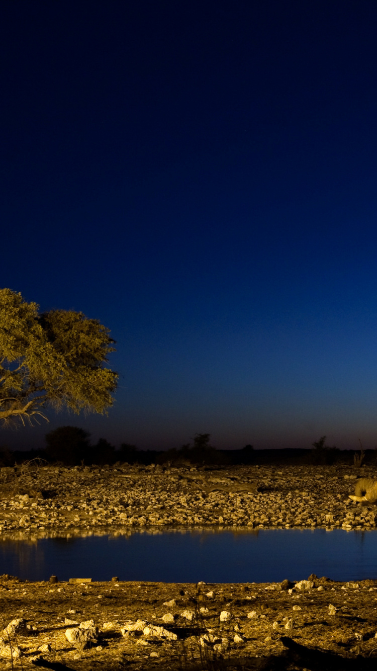 Обои природа, дерево, Саванна, поле, небо в разрешении 750x1334