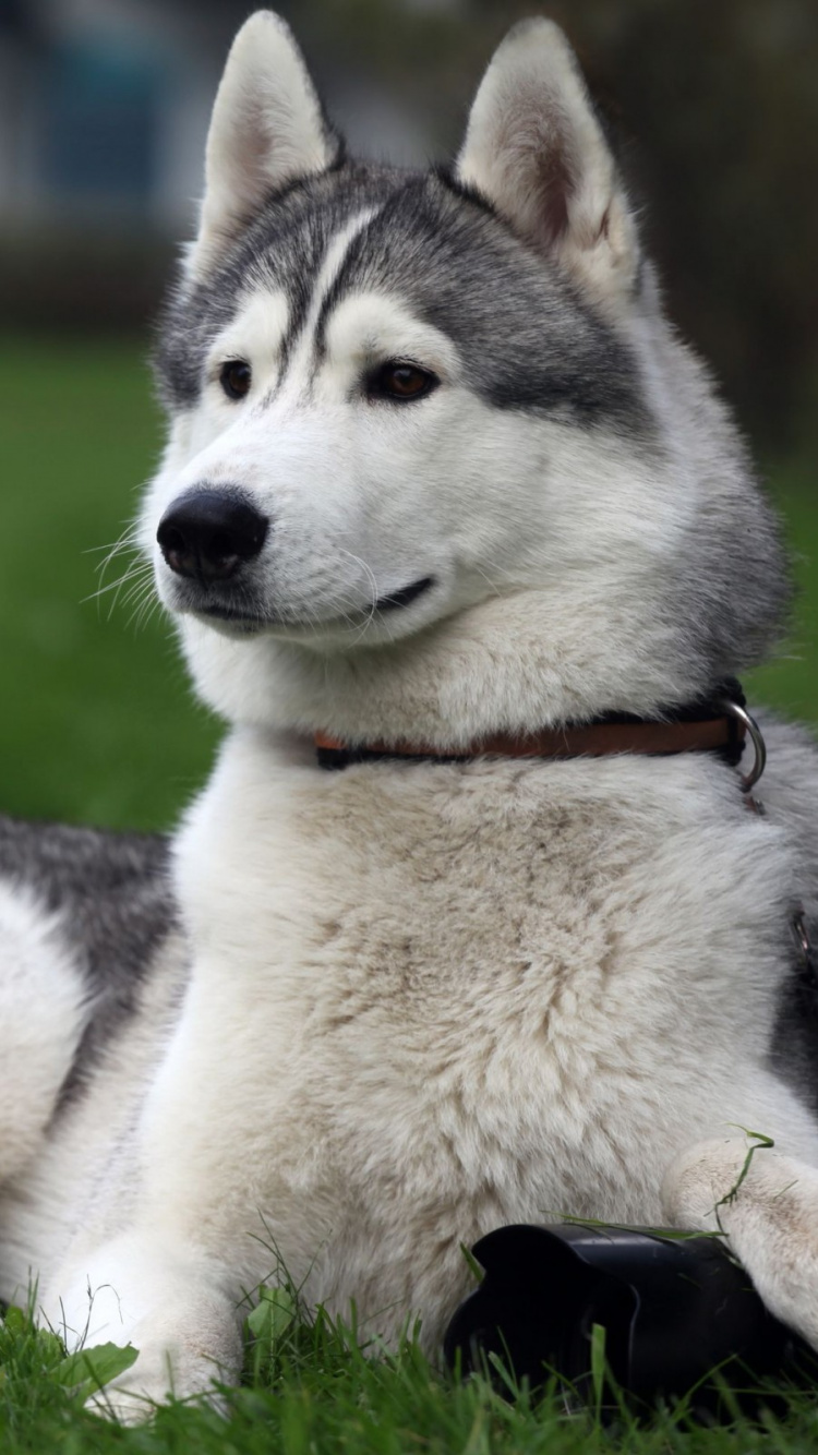 Обои аляскинский маламут, Себирская Хаски, аляскинский хаски, щенок, хаски в разрешении 750x1334