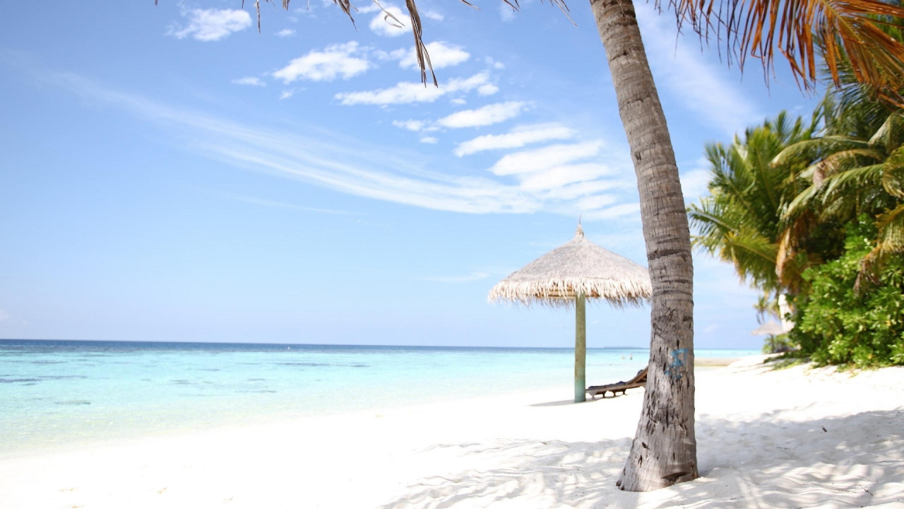 Обои пляж, отпуск, Пальма, Карибский бассейн, тропическая зона в разрешении 1280x720