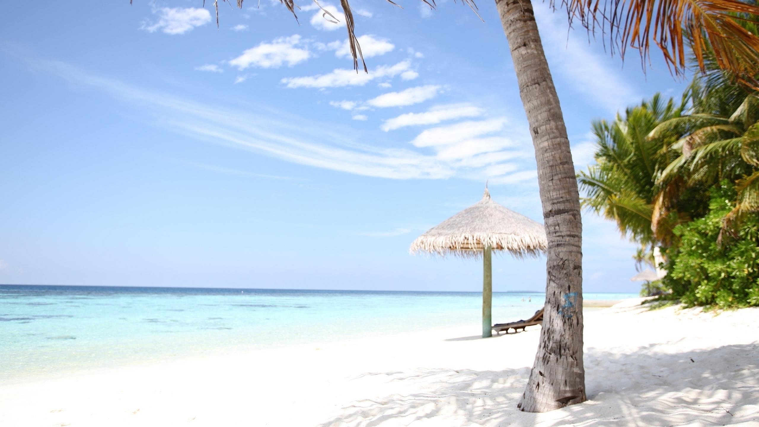 Обои пляж, отпуск, Пальма, Карибский бассейн, тропическая зона в разрешении 2560x1440