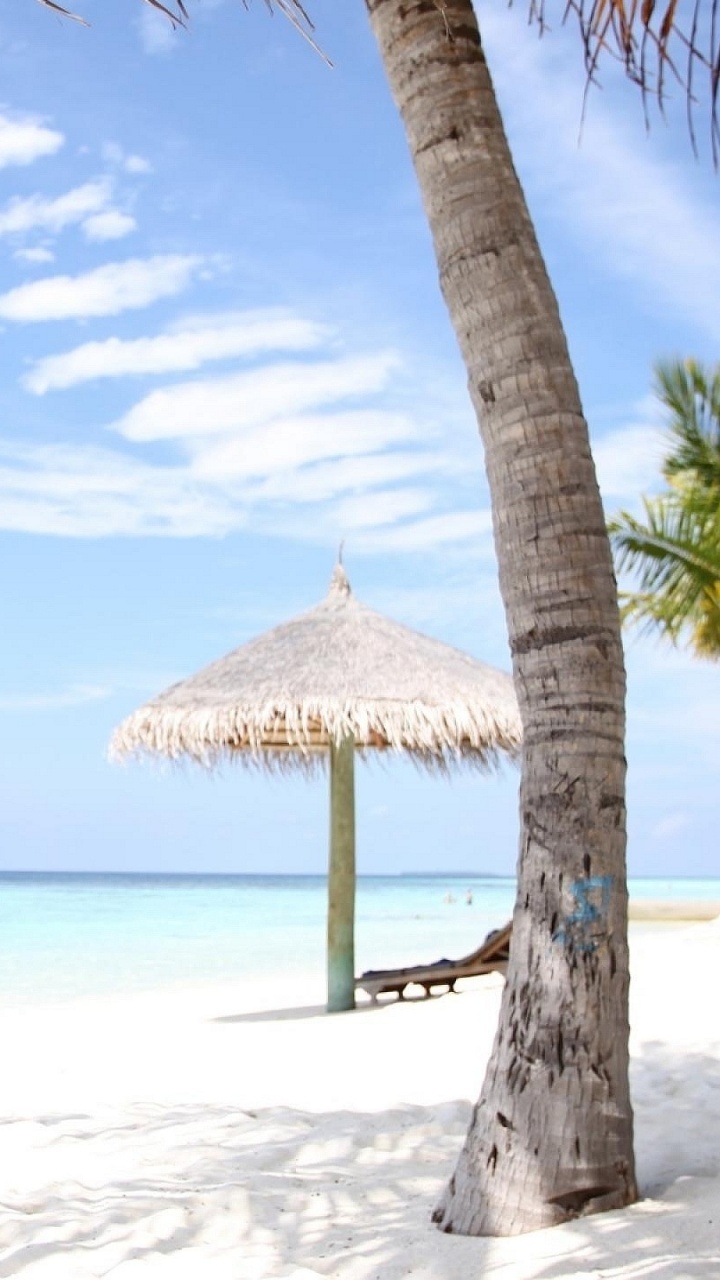 Обои пляж, отпуск, Пальма, Карибский бассейн, тропическая зона в разрешении 720x1280