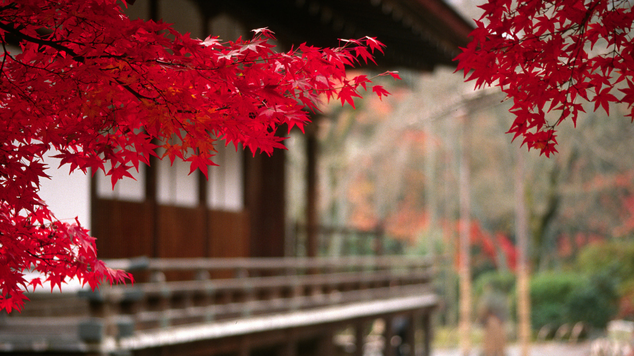 Обои дерево, лист, красный цвет, растение, весна в разрешении 1280x720