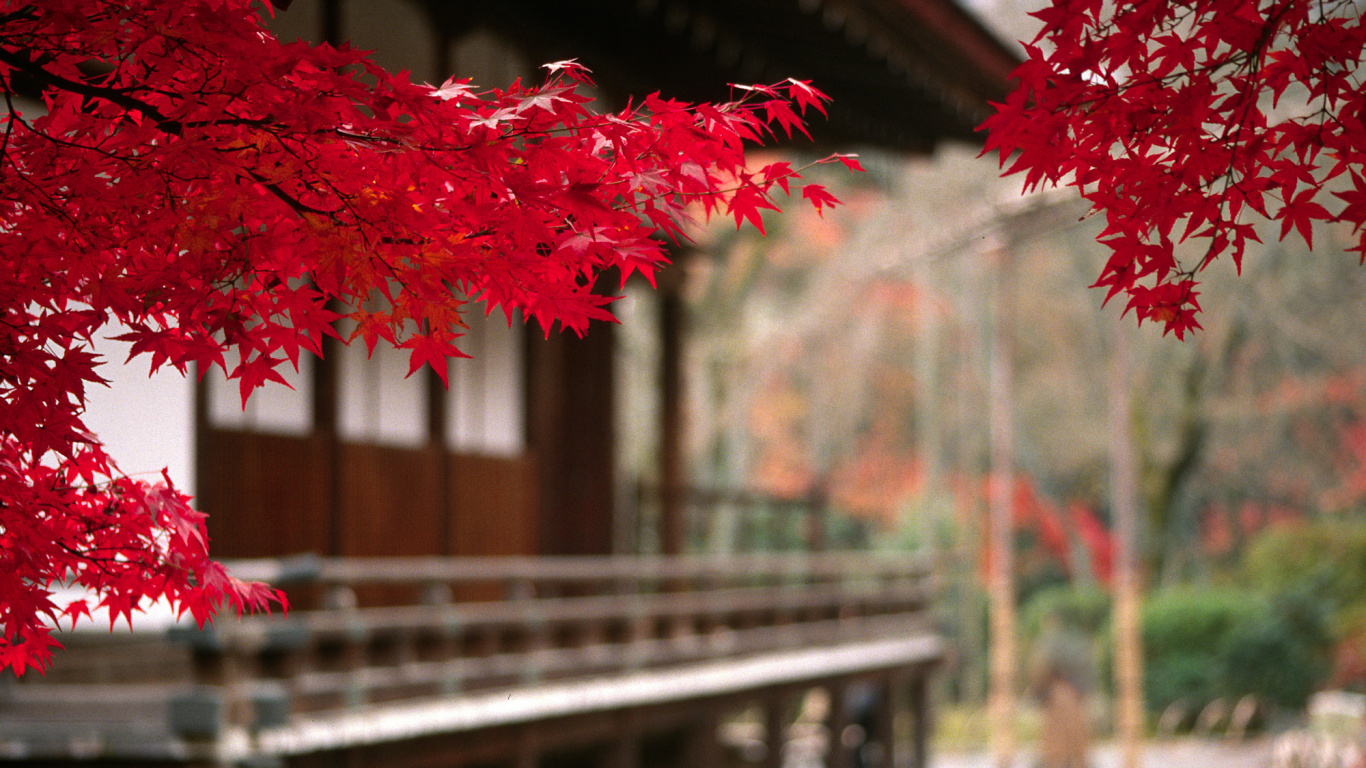 Обои дерево, лист, красный цвет, растение, весна в разрешении 1366x768