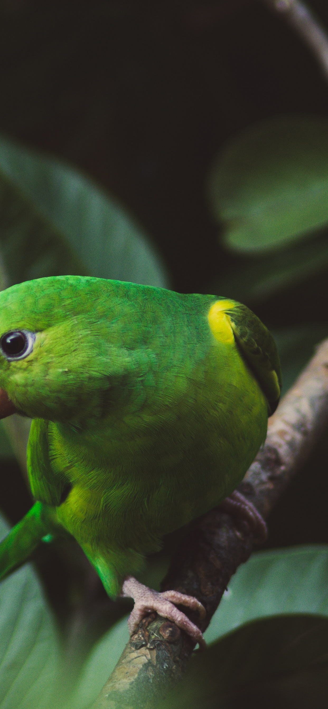 Обои Обычный попугай, волнистый попугайчик, зеленый, лист, клюв в разрешении 1242x2688