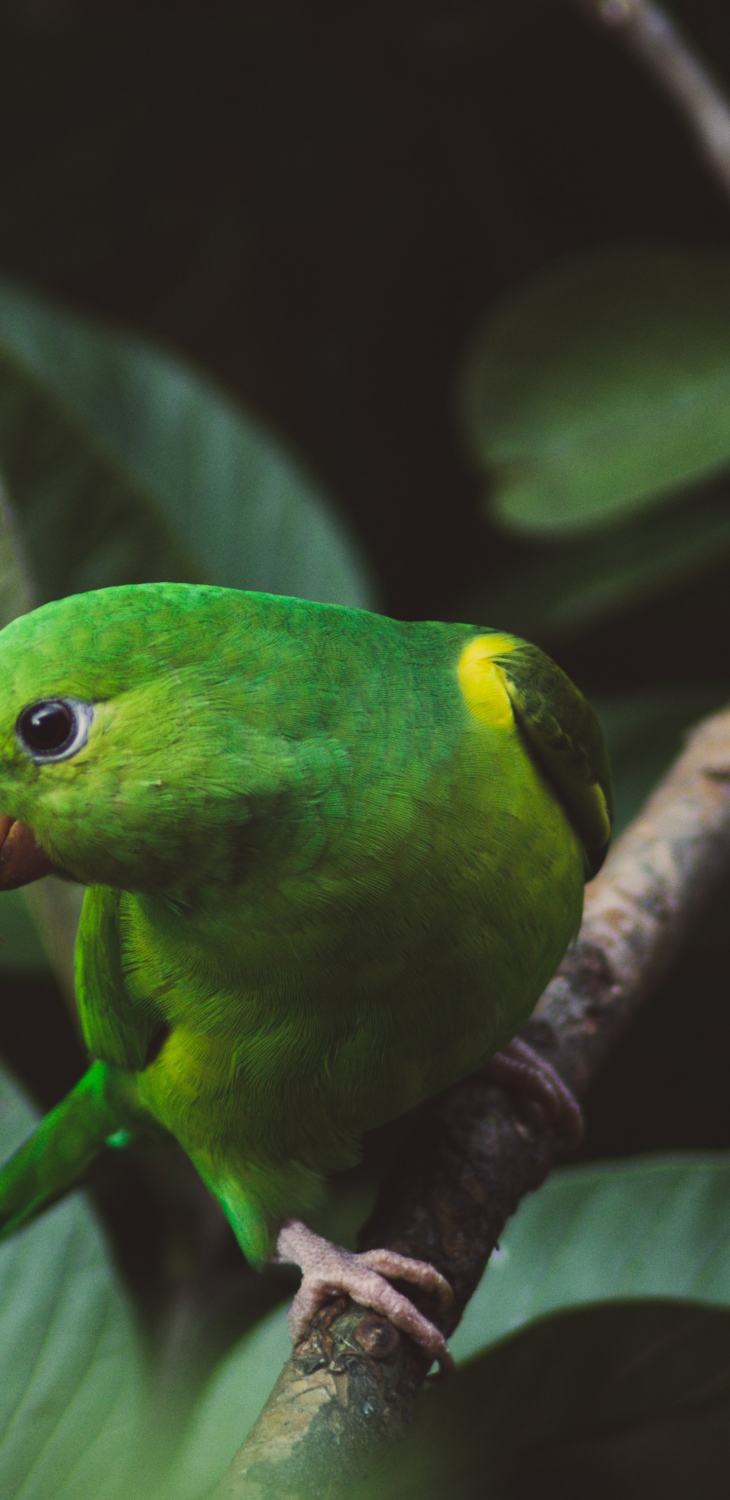 Обои Обычный попугай, волнистый попугайчик, зеленый, лист, клюв в разрешении 1440x2960