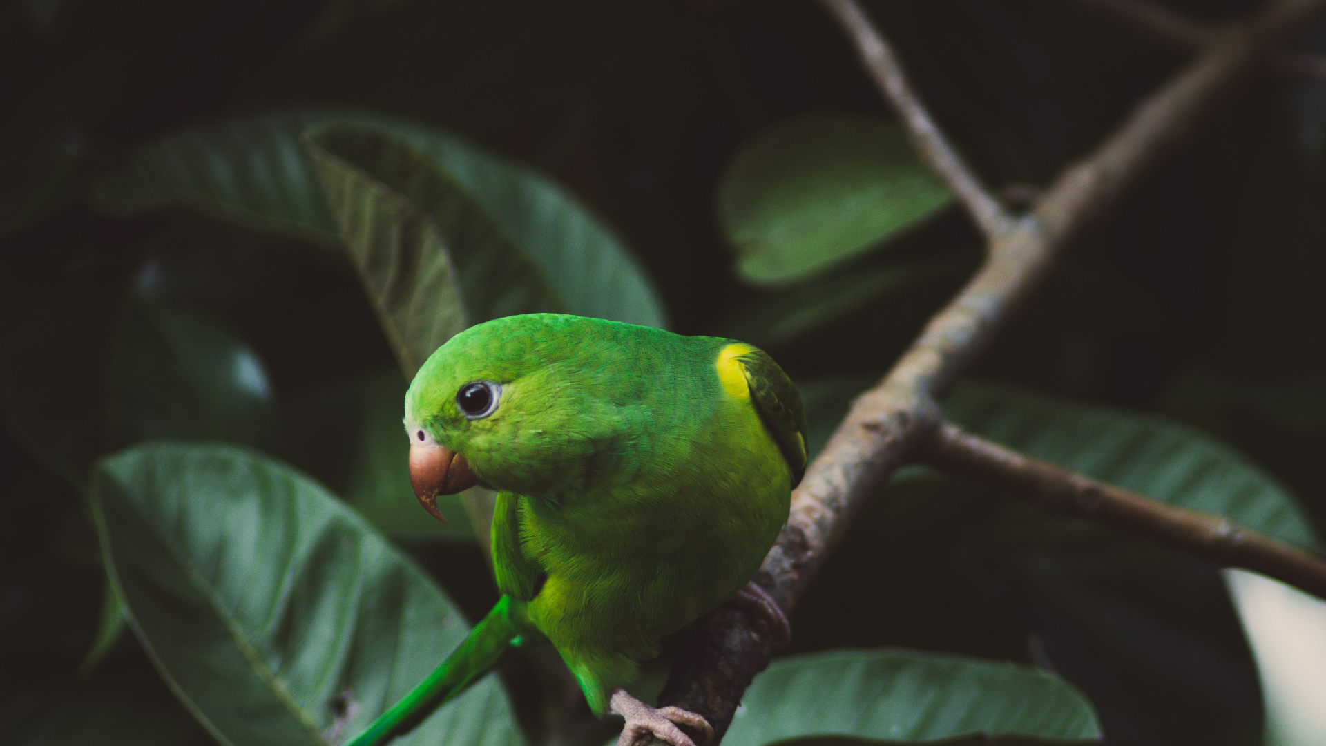 Обои Обычный попугай, волнистый попугайчик, зеленый, лист, клюв в разрешении 1920x1080