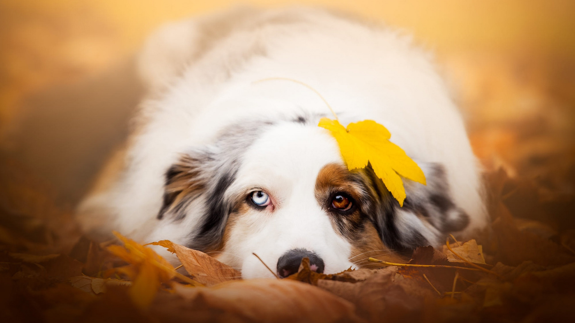 Обои пес, Австралийская овчарка, собака породы, Псовые, морда в разрешении 1920x1080